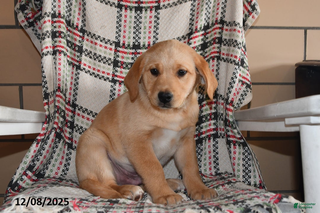 Labrador Retriever dogs for sale: Moose - Ad 2