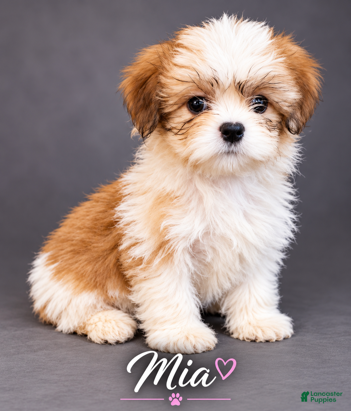 Shih Tzu dogs Mia - Ad 7
