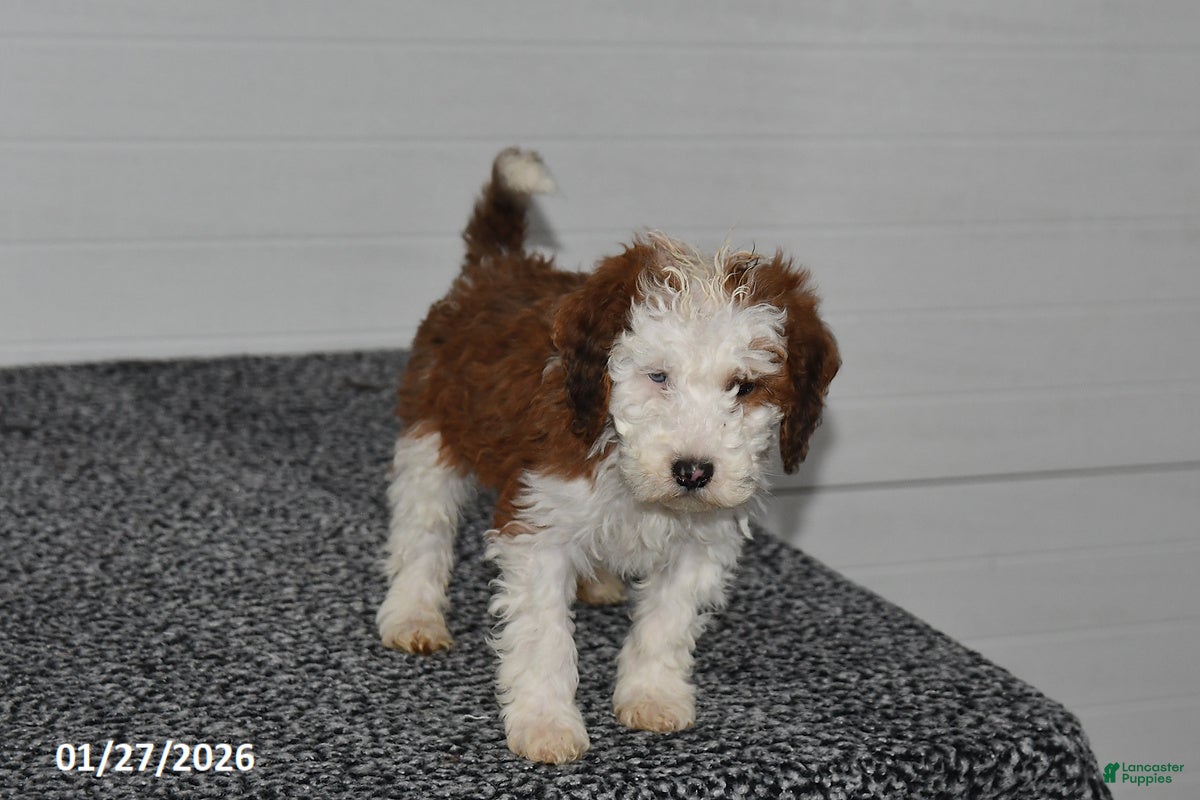 Mini Sheepadoodle dogs Leo - Ad 2
