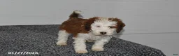 Mini Sheepadoodle dogs for sale: Leo - Ad 2