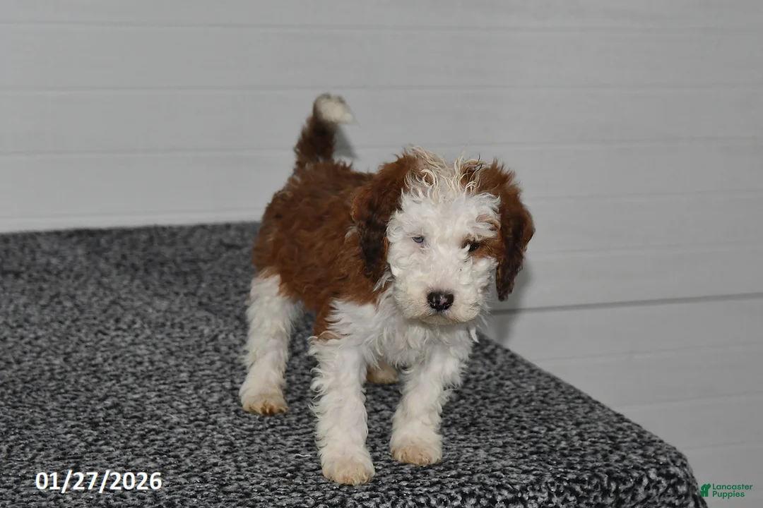 Mini Sheepadoodle dogs for sale: Leo - Ad 2