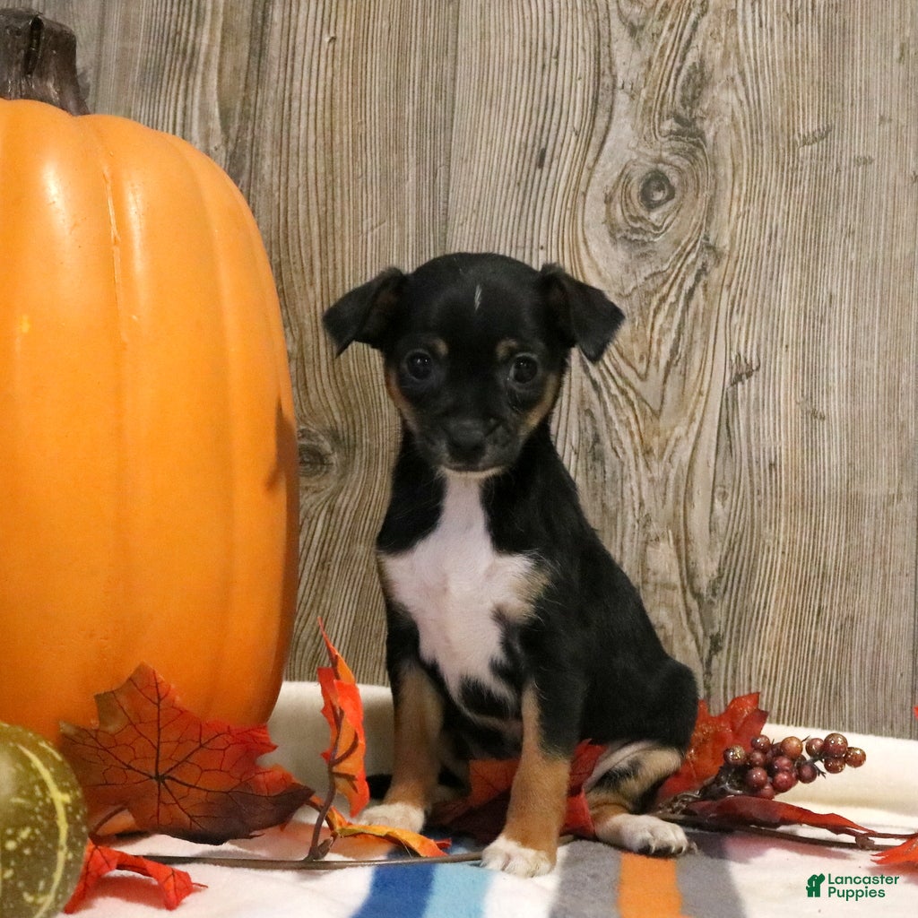 Mixed Breed dogs Tina - Ad 14