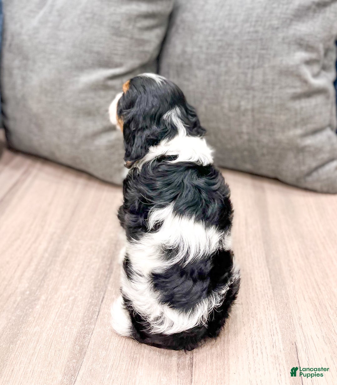 Cavalier King Charles Spaniel dogs for sale: Chloe - Ad 5