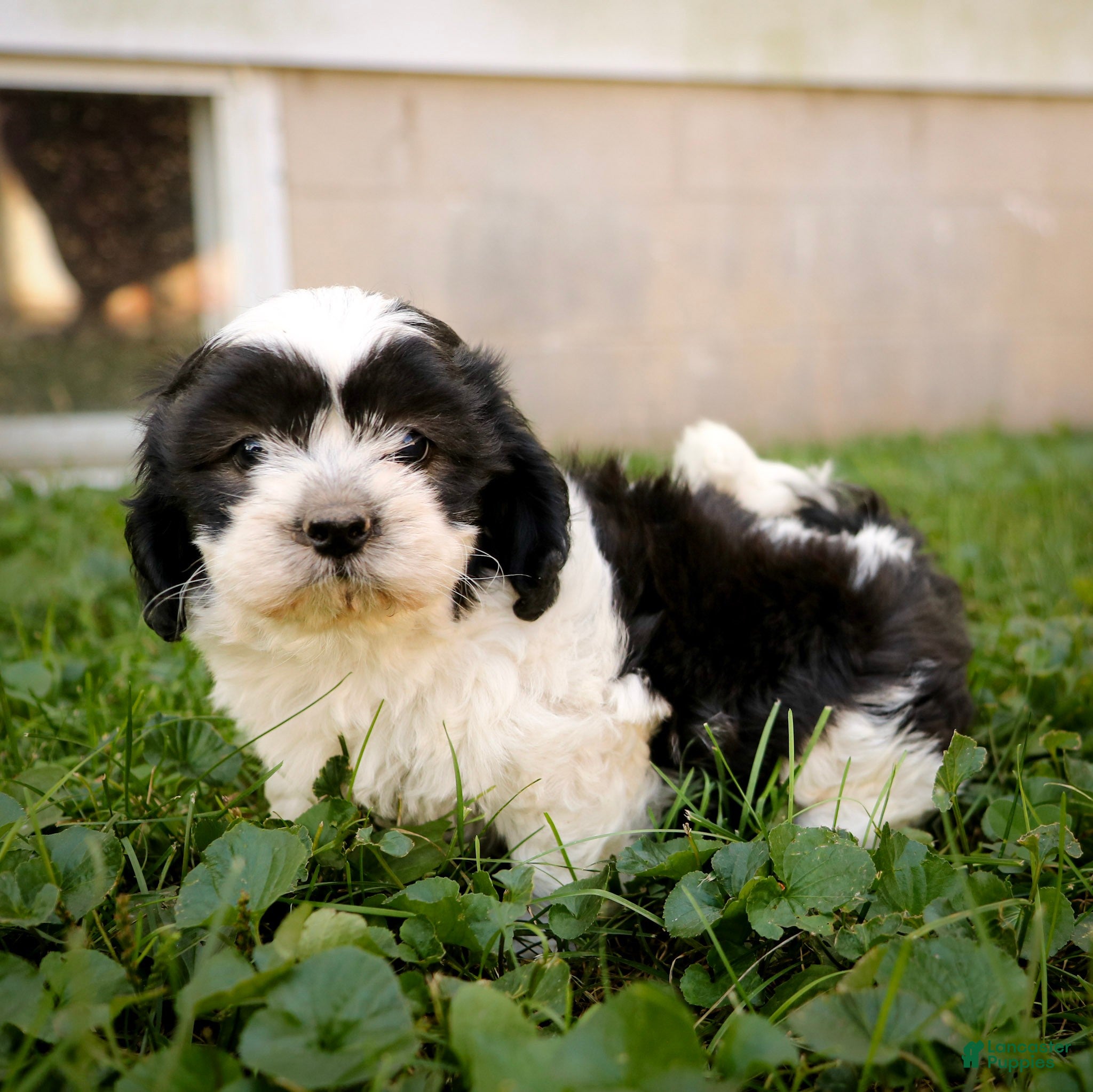 Teddy Bear dogs Vicki - Ad 2