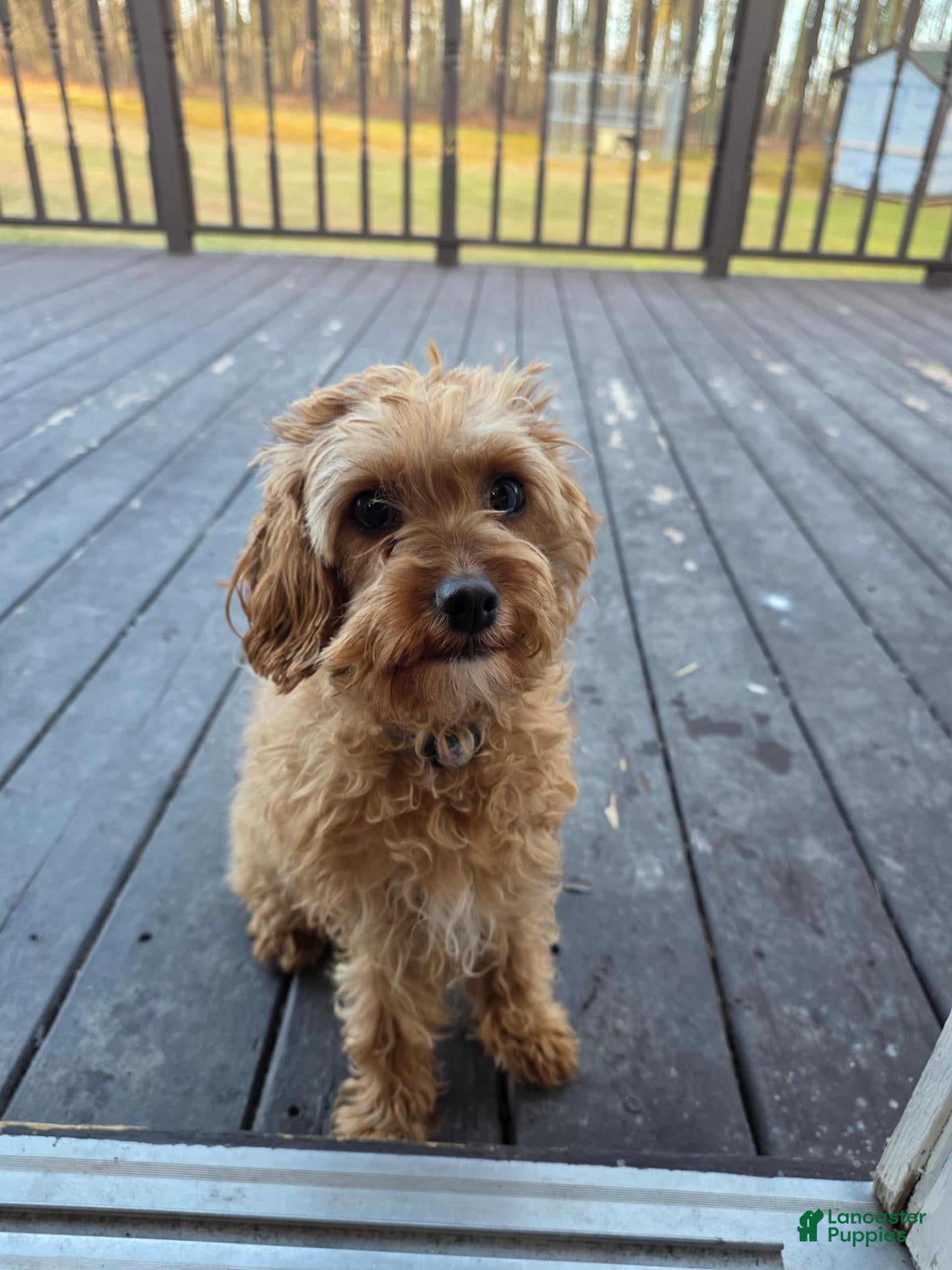 Cavapoo dogs Ava - Ad 2