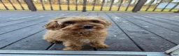 Cavapoo dogs for sale: Anya - Ad 2