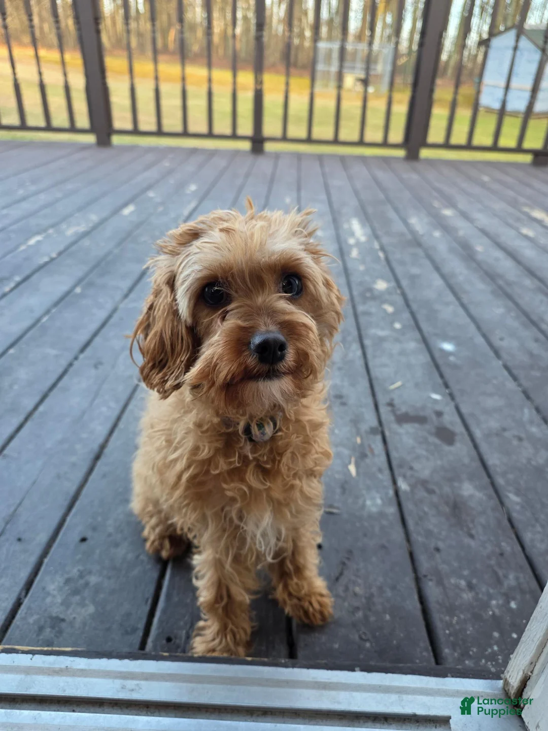 Cavapoo dogs for sale: Anya - Ad 2