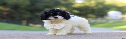 Cavapoo dogs for sale: Rubble - Ad 6