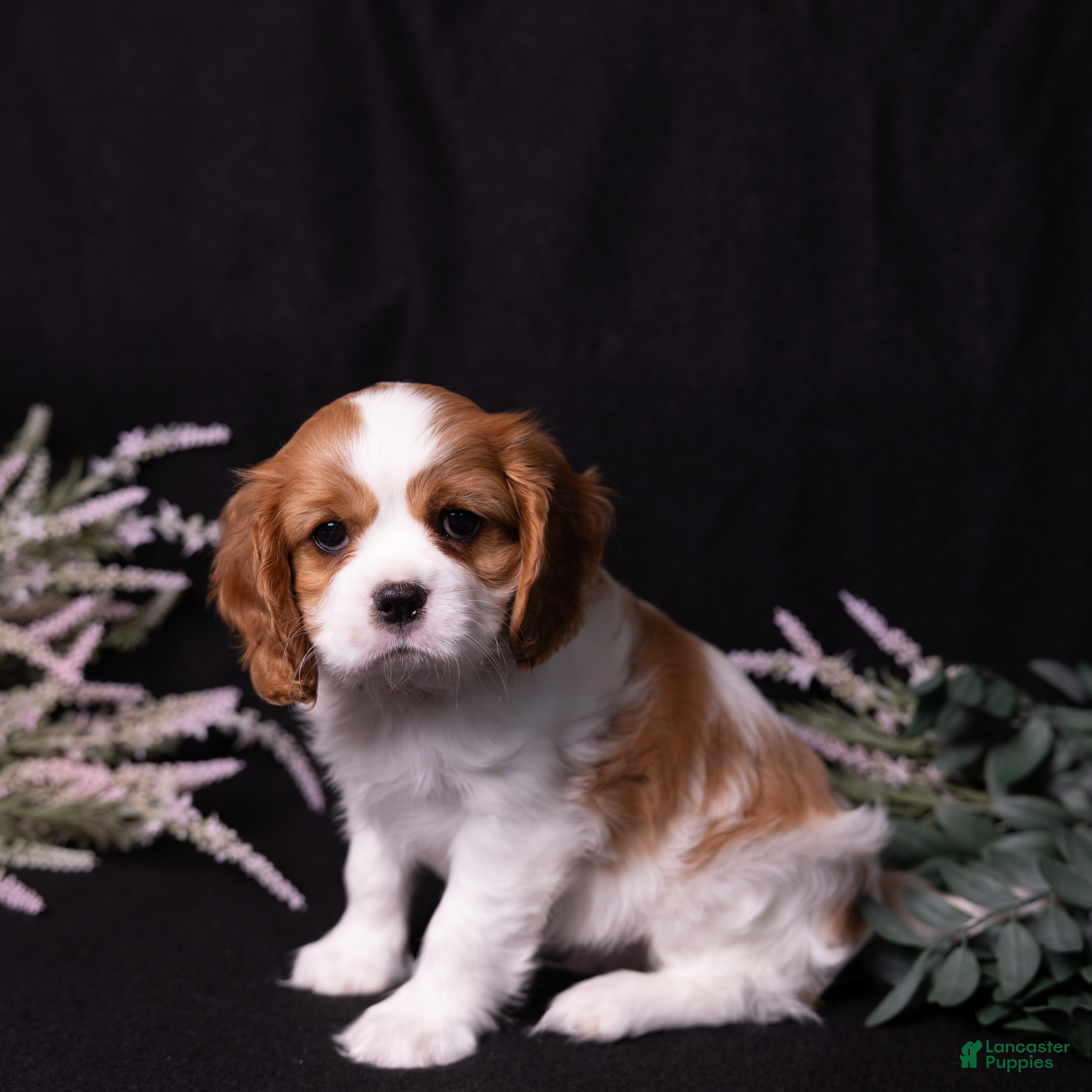 Cavalier King Charles Spaniel dogs Ralph - Ad 2