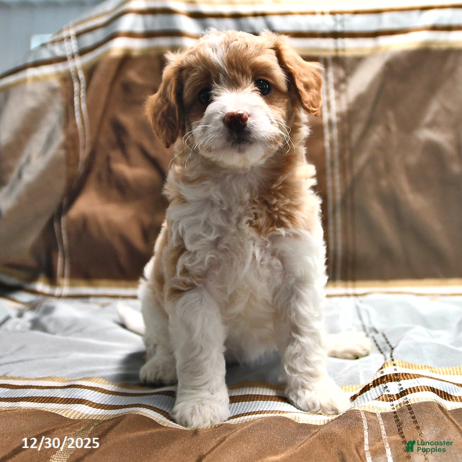 Goldendoodle dogs Jill - Ad 38