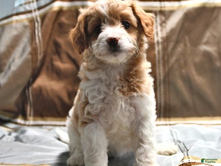 Goldendoodle dogs Jill - Ad 38