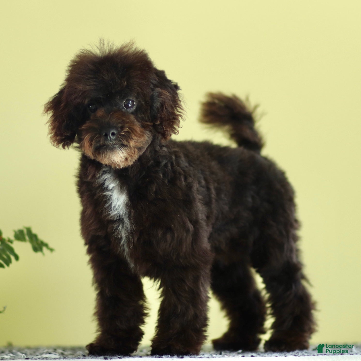 Miniature Poodle dogs Buddy - Ad 2