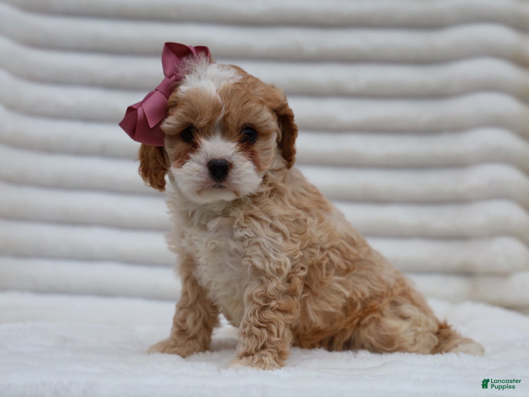 Cavapoo dogs for sale: Pearl Cavapoo Puppy - Ad 4