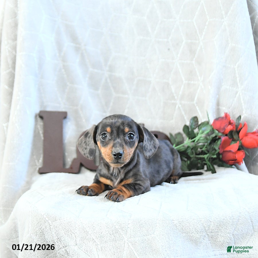 Miniature Dachshund dogs Mia  - Ad 5