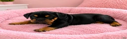 Mixed Breed dogs for sale: Julie - Ad 2