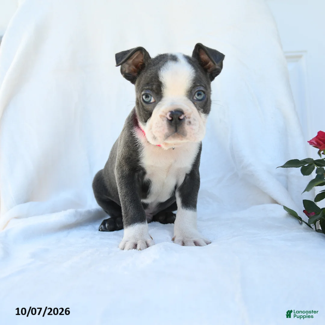 Boston Terrier dogs for sale: Phillip - Ad 5