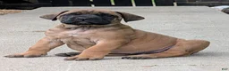 English Mastiff dogs for sale: English Mastiff Puppy 4 - Ad 8
