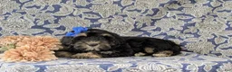 Cockapoo dogs for sale: Lauralee - Ad 6