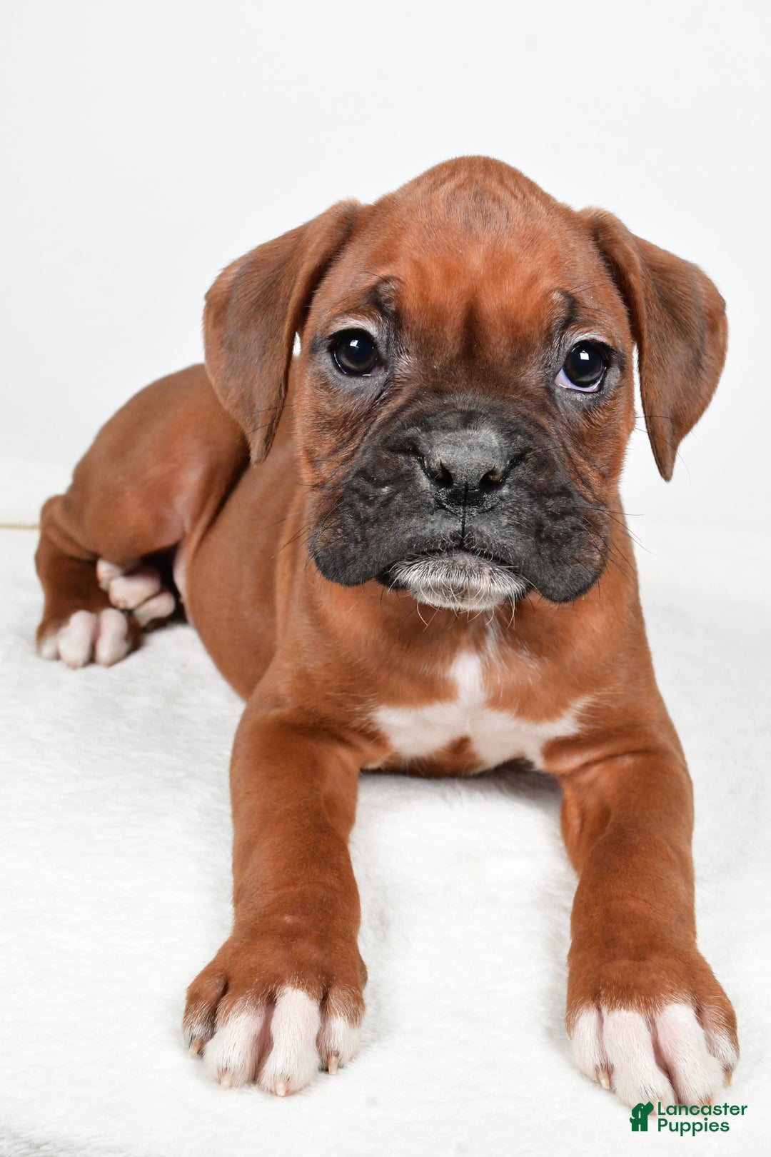 Boxer dogs for sale: Ben - Ad 4