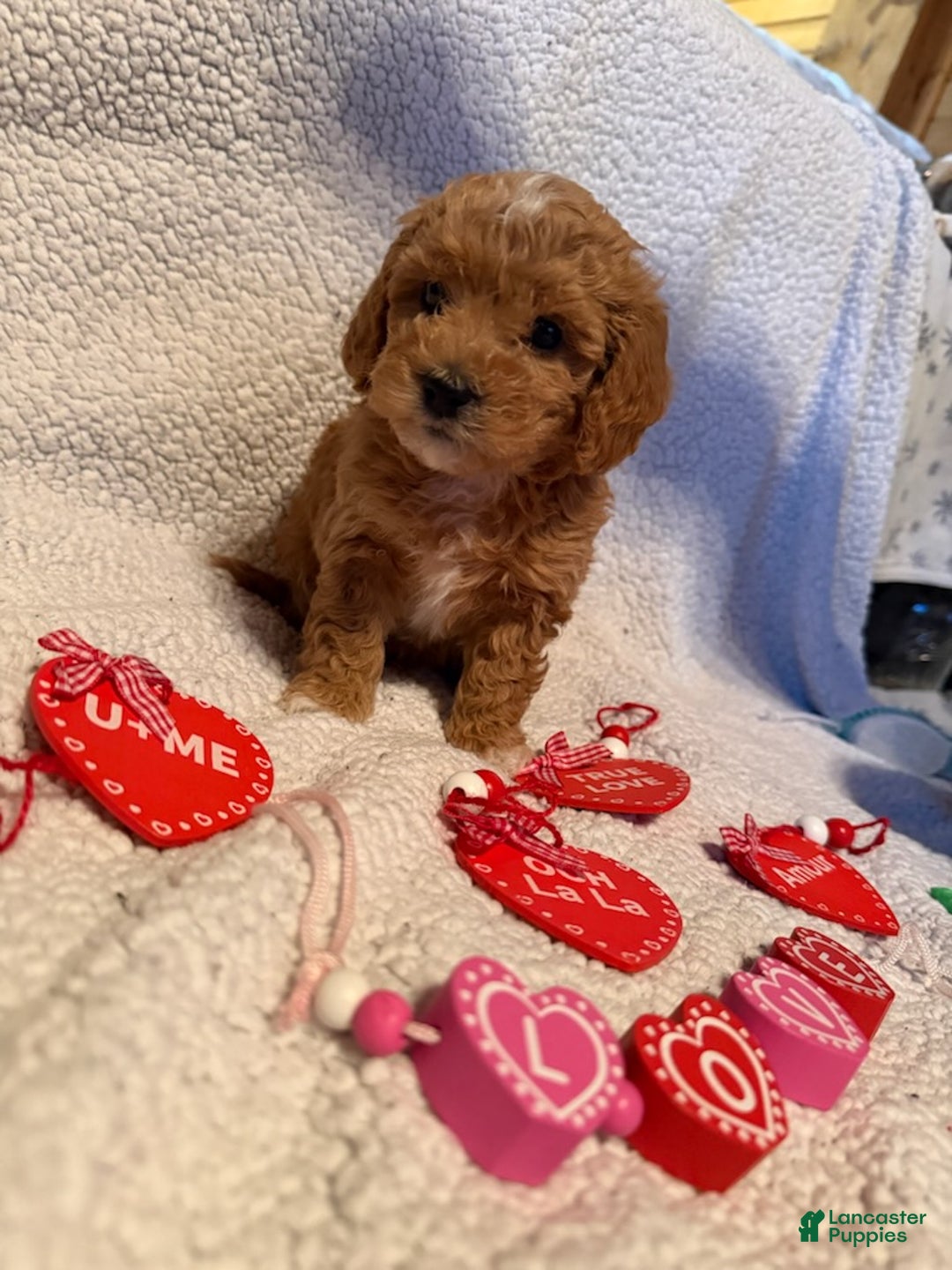 Bichpoo dogs for sale: Bambi - Ad 1