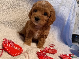 Bichpoo dogs Bambi - Ad 4