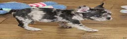 French Bulldog dogs for sale: ISSAC BLUE MERLE - Ad 3