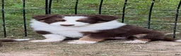 Border Collie dogs for sale: Georgia - Ad 8