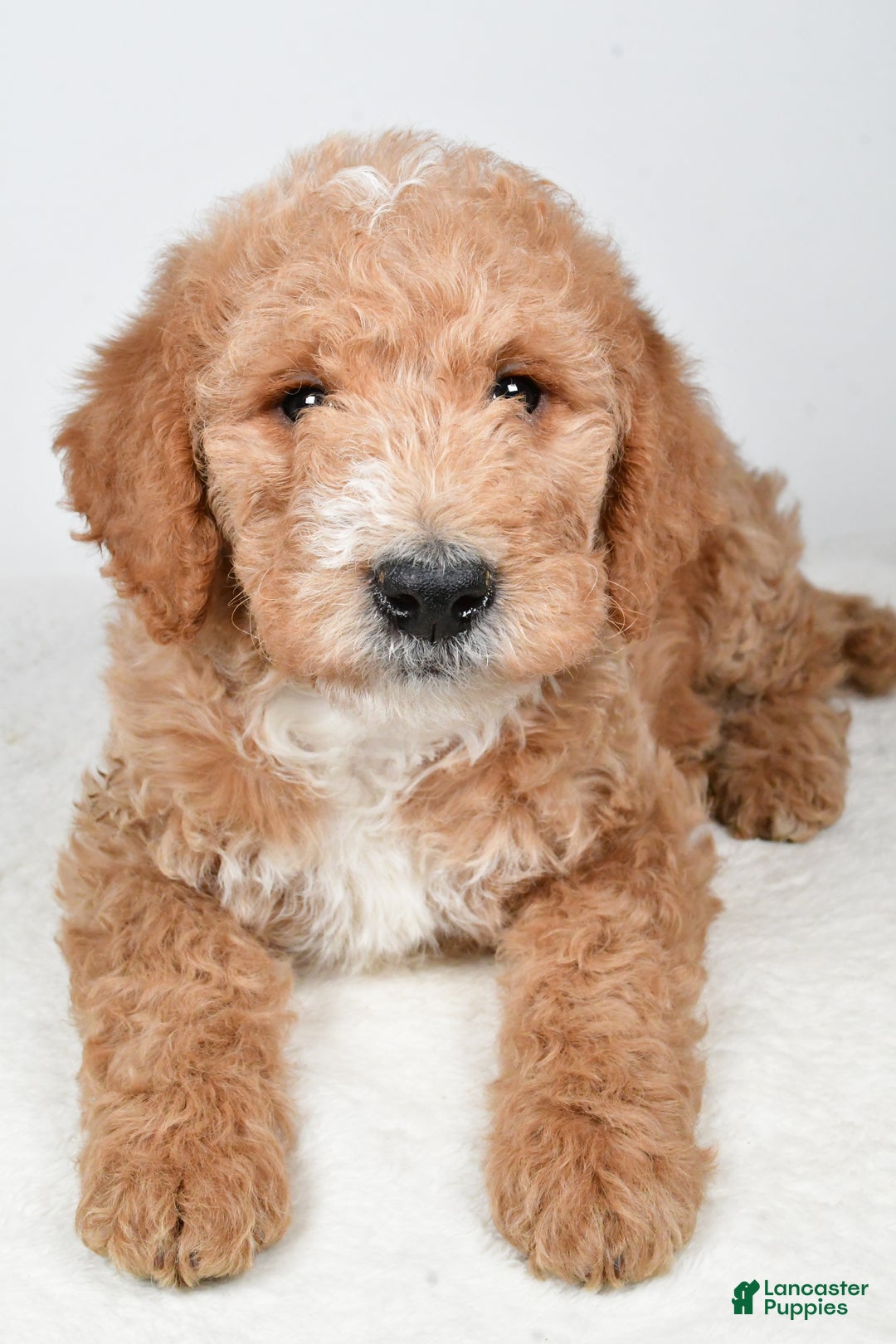 Labradoodle dogs for sale: Nitro - Ad 3
