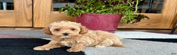 Maltipoo dogs for sale: Maltipoo Puppy 2 female - Ad 5