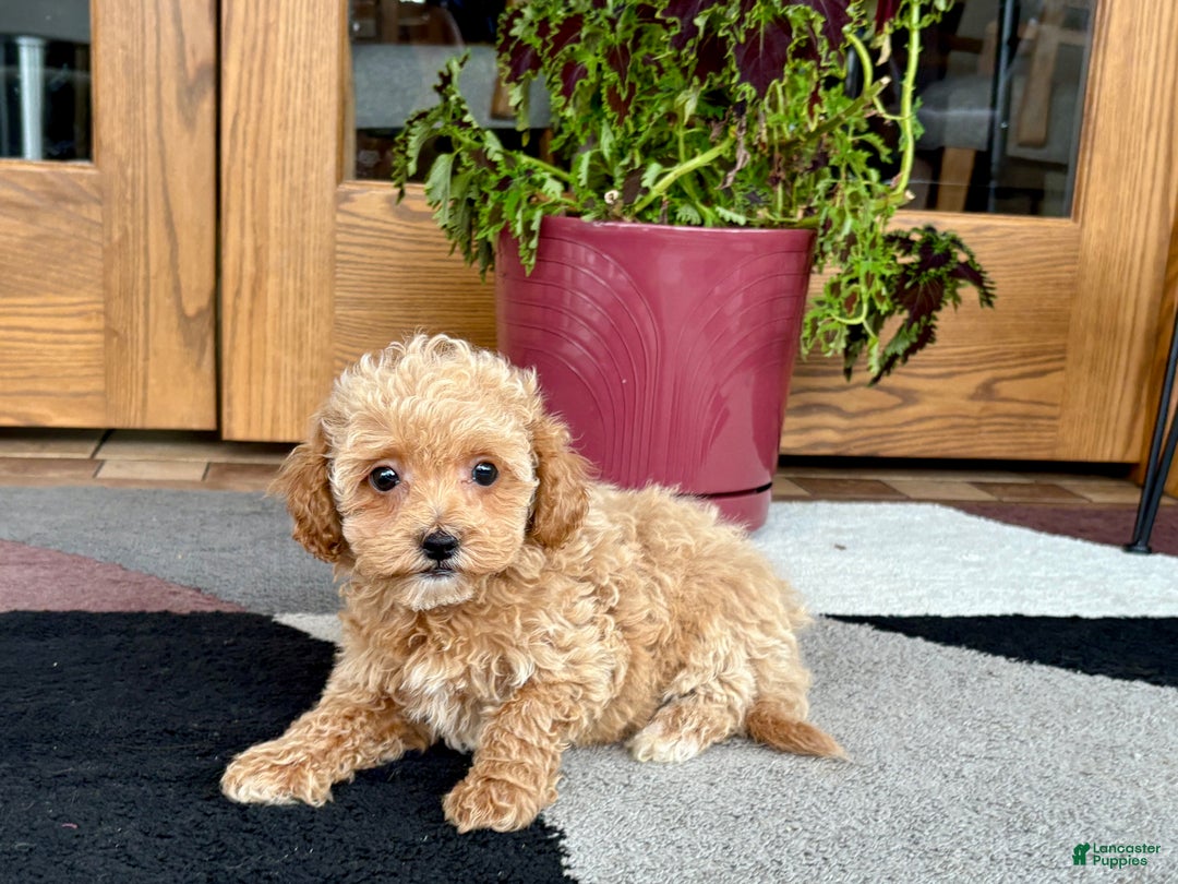 Maltipoo dogs for sale: Maltipoo Puppy 2 female - Ad 5
