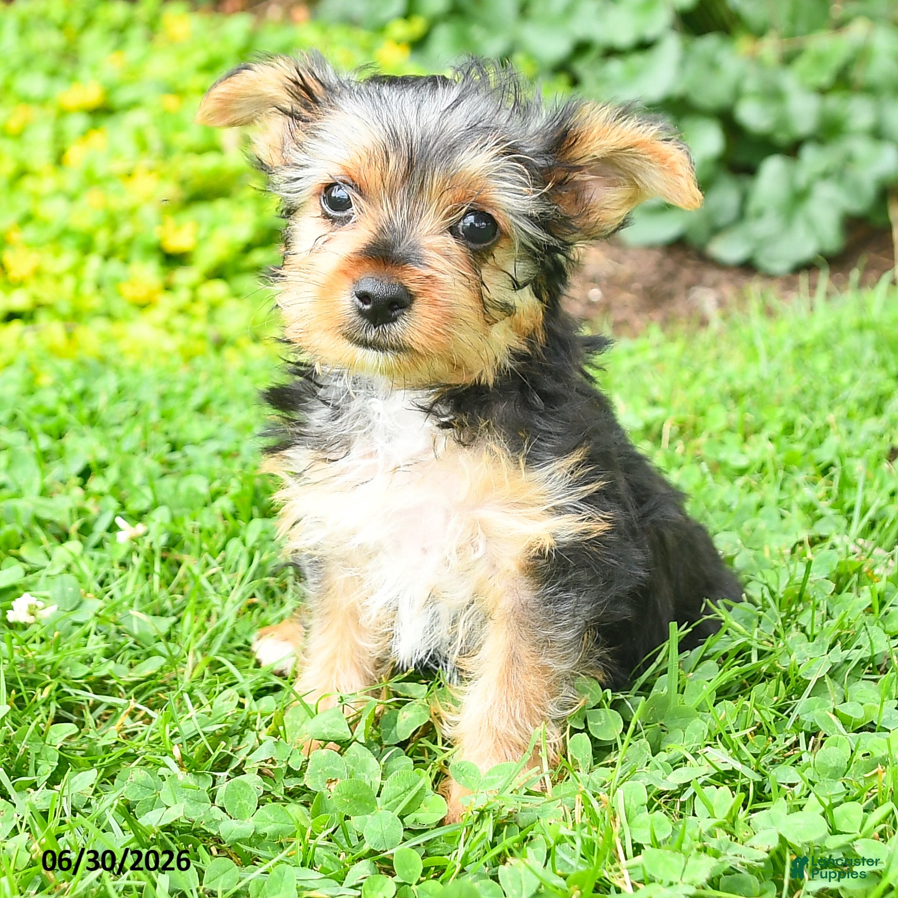Yorkshire Terrier dogs Bailey - Ad 1