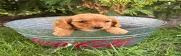 Dachshund dogs for sale: Pumpkin - Ad 3