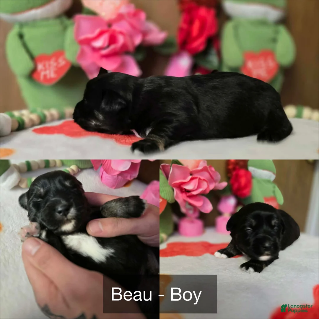 Mixed Breed dogs for sale: Mixed Breed Puppy 3 - Ad 1