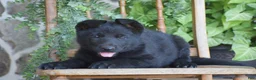 German Shepherd dogs for sale: Matt - Ad 3