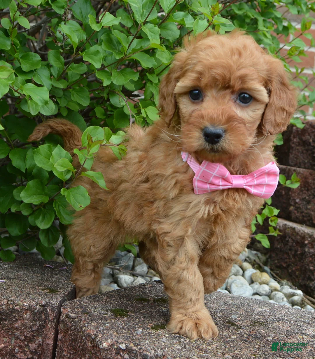 Mini Goldendoodle dogs for sale: Mini Gabby - Ad 1
