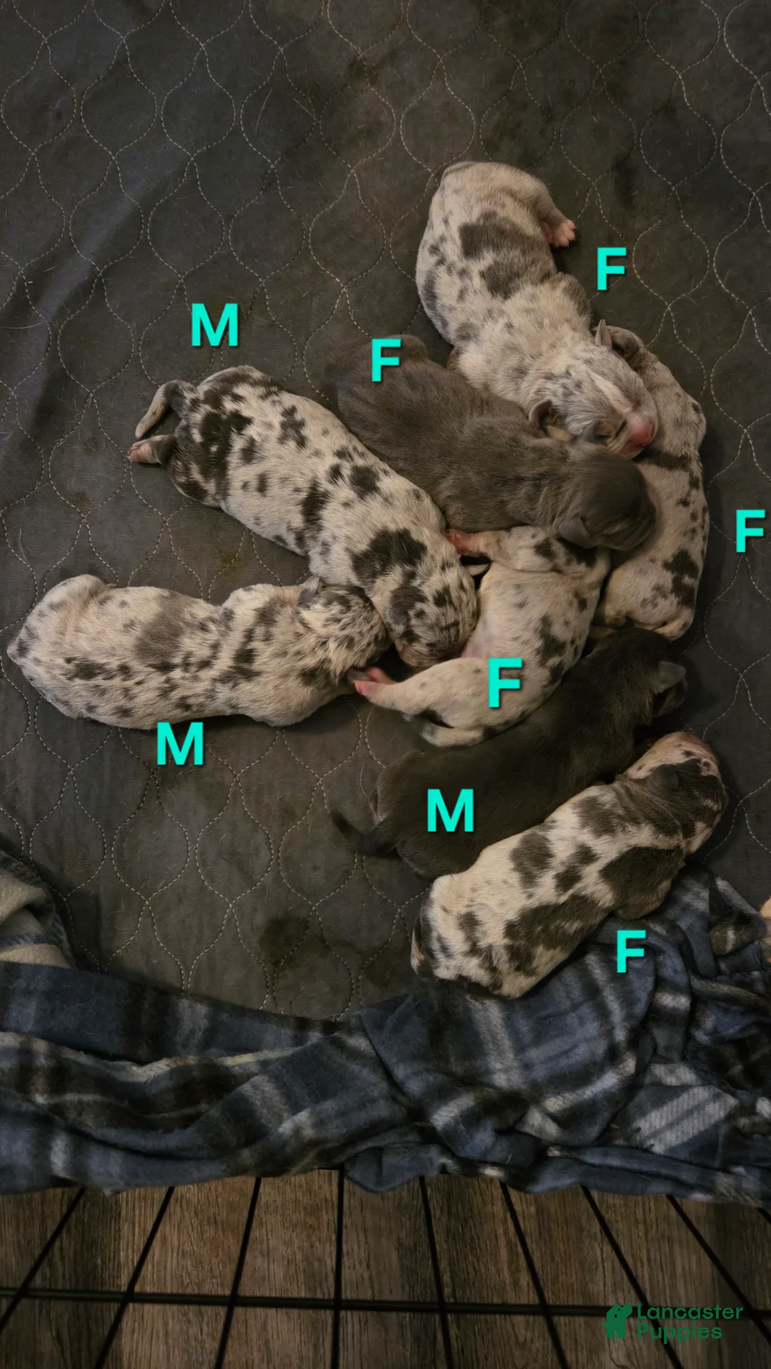American Bulldog dogs for sale: Blue Merle Female (Pink) - Ad 5