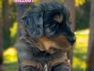 Mixed Breed dogs - Ad 36