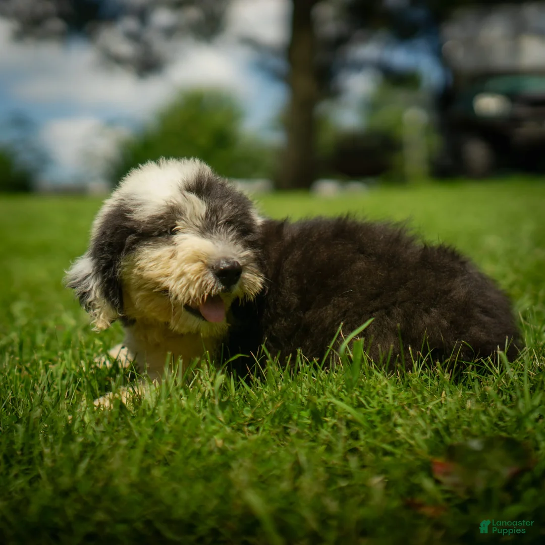 Old English Sheepdog dogs for sale: Flurry - Ad 8