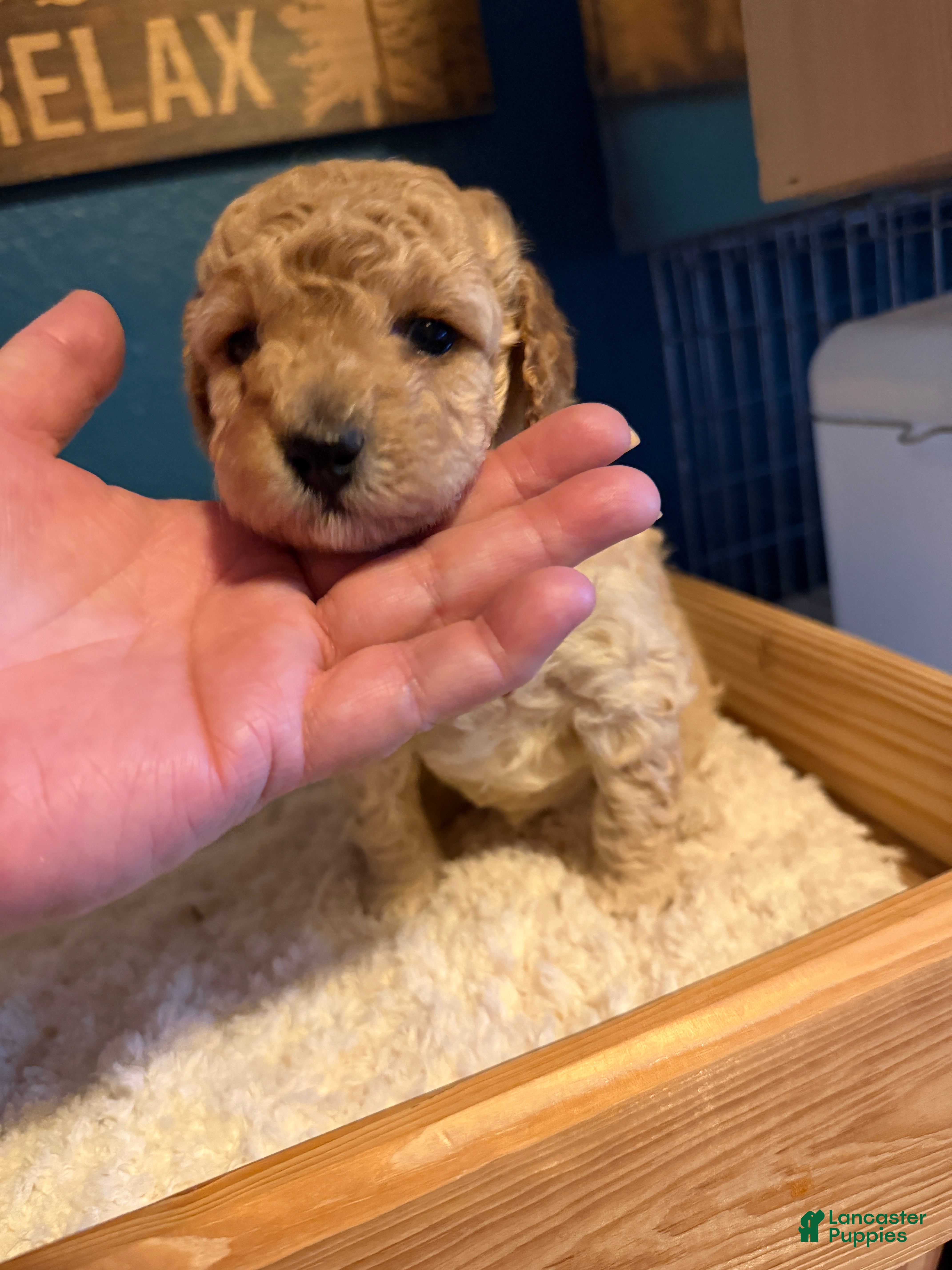 Miniature Poodle dogs AKC Female Miniature Poodle Kristina - Ad 7