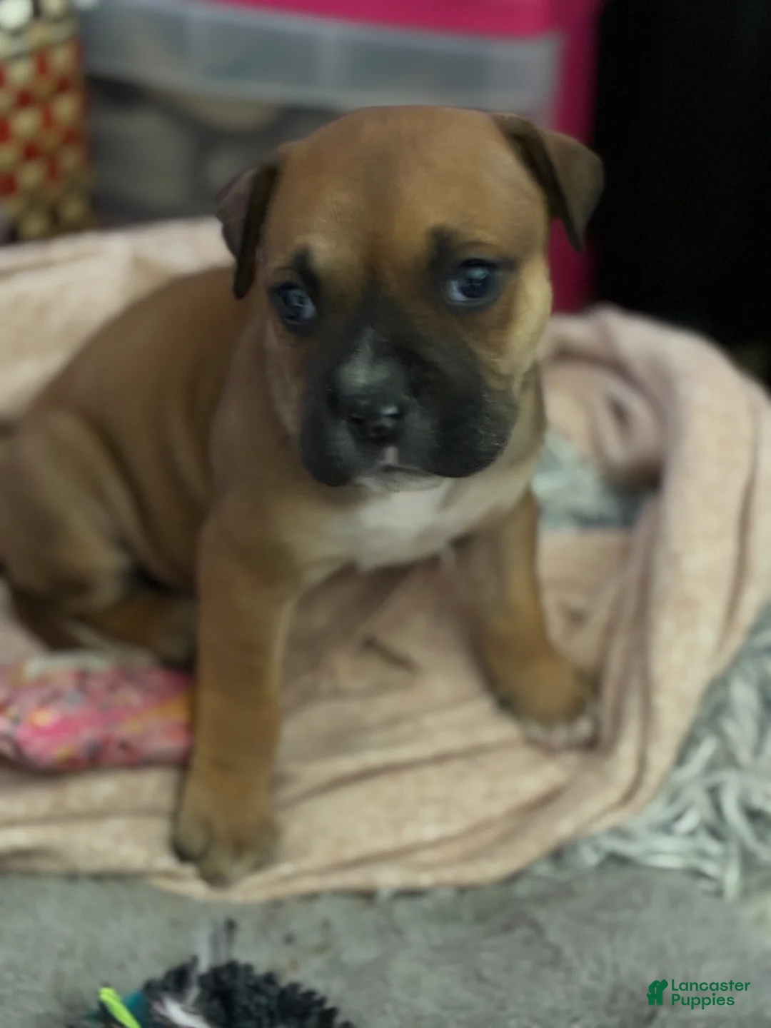 American Pit Bull Terrier dogs for sale: American Pit Bull Terrier Puppy 1 - Ad 2