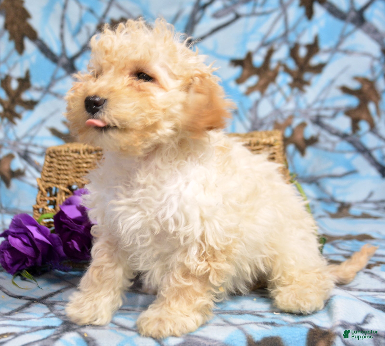 Goldendoodle dogs Dash - Ad 38