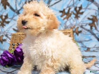 Goldendoodle dogs Dash - Ad 38