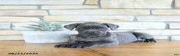 Cane Corso dogs for sale: Draco - Ad 3