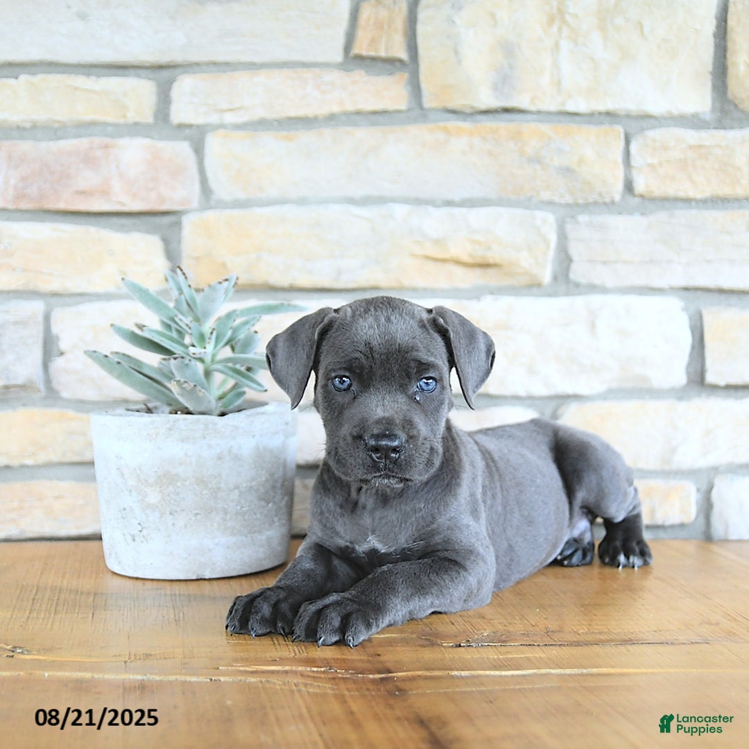 Cane Corso dogs for sale: Draco - Ad 3