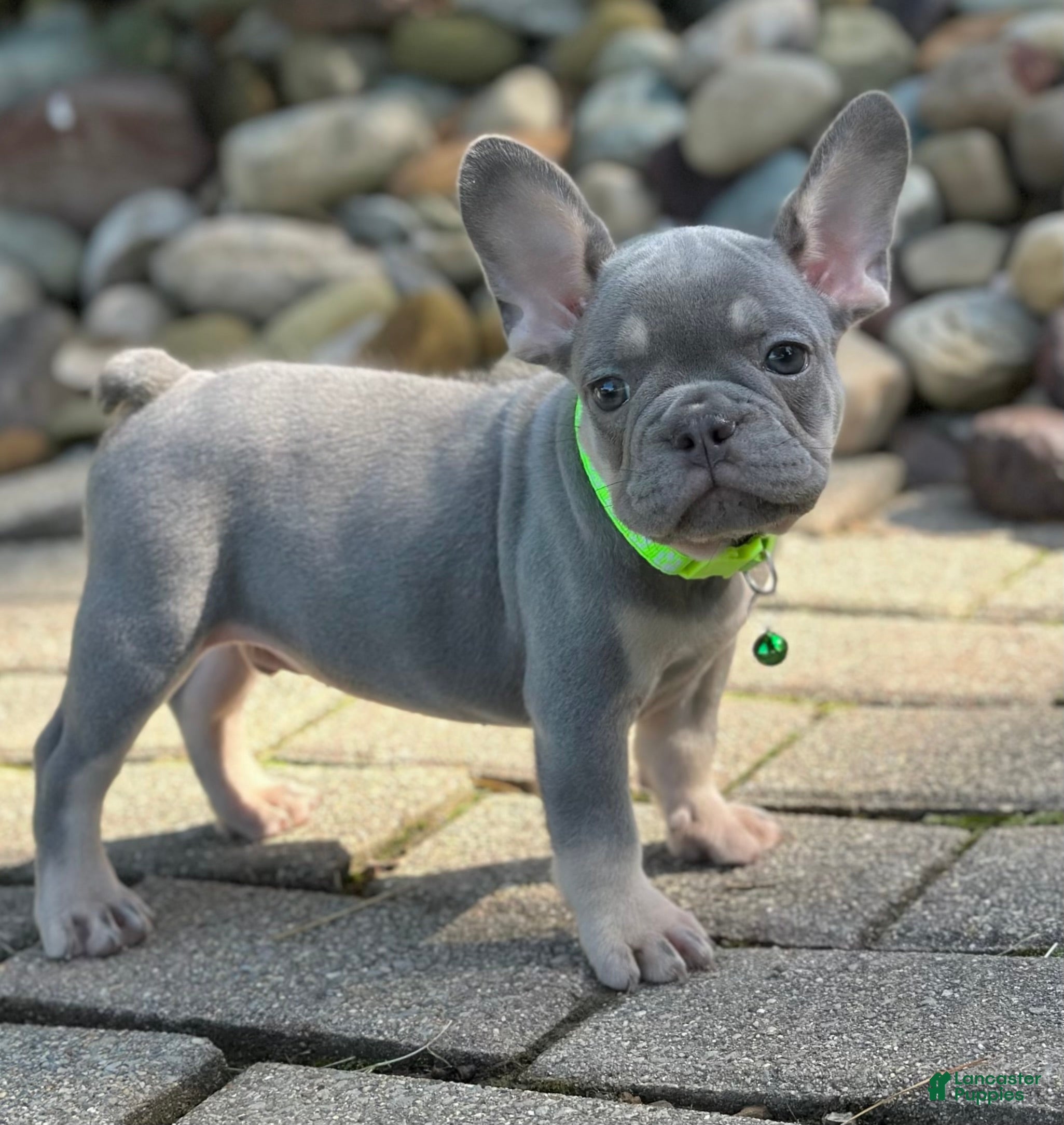 French Bulldog dogs Teddy Video ad - Ad 2