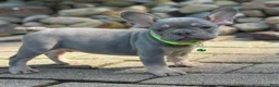 French Bulldog dogs for sale: Teddy Video ad - Ad 2