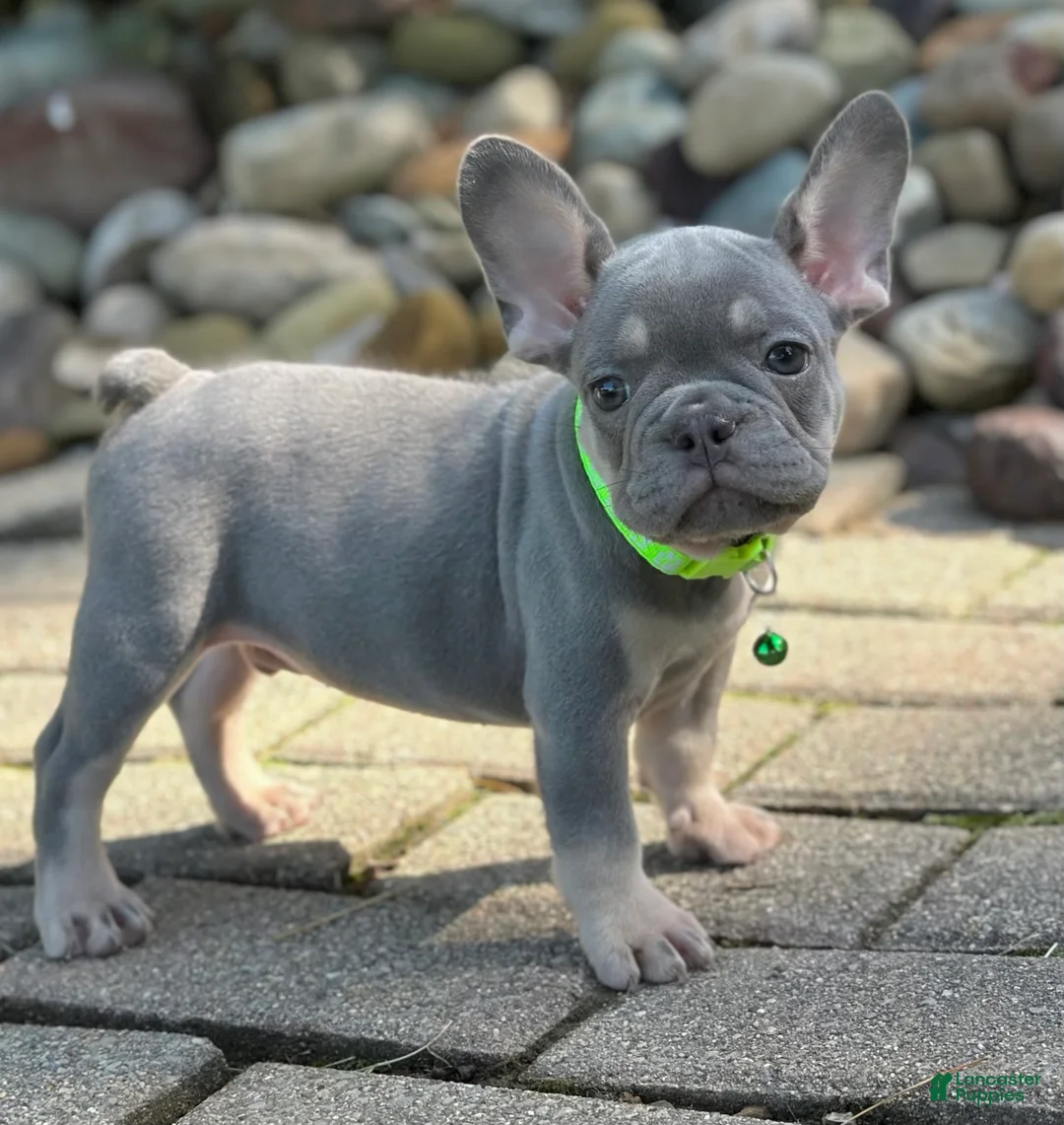 French Bulldog dogs for sale: Teddy Video ad - Ad 2