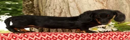 Miniature Dachshund dogs for sale: Bouncer - Ad 5