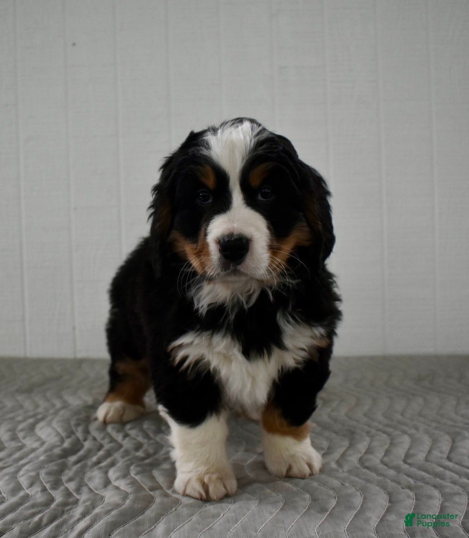 Bernese Mountain Dog dogs Poppy - Ad 34