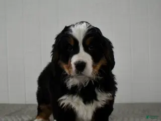 Bernese Mountain Dog dogs Poppy - Ad 34